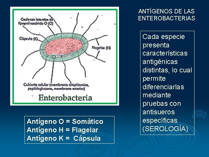 ANTÍGENOS DE LAS ENTEROBACTERIAS Antígeno O = Somático Antígeno H = Flagelar Antígeno K
