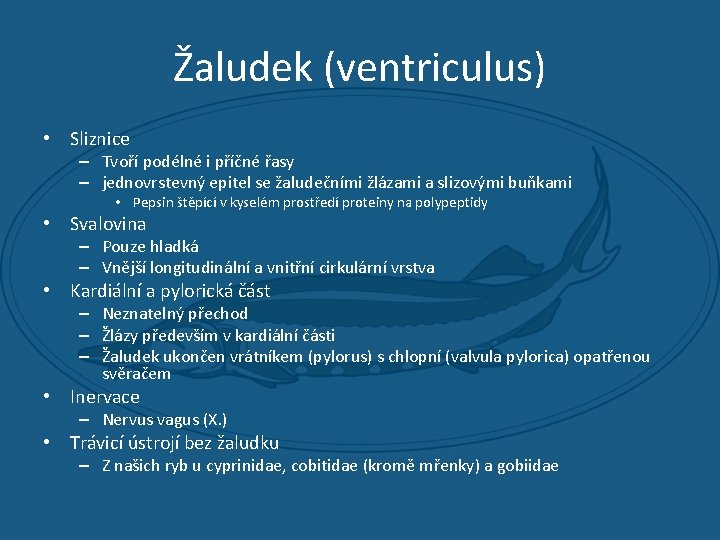 Žaludek (ventriculus) • Sliznice – Tvoří podélné i příčné řasy – jednovrstevný epitel se