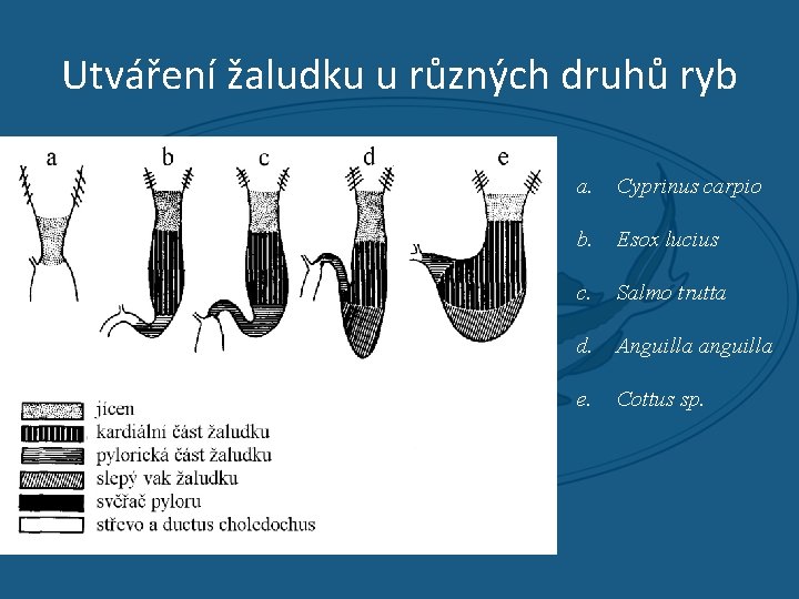Utváření žaludku u různých druhů ryb a. Cyprinus carpio b. Esox lucius c. Salmo