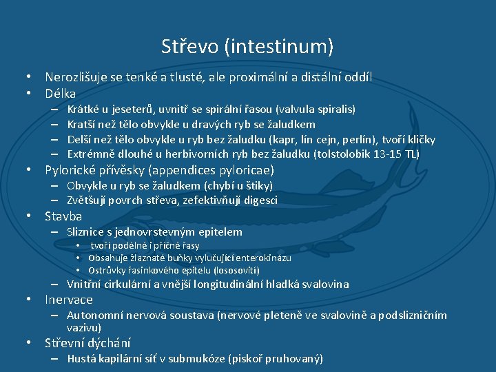Střevo (intestinum) • Nerozlišuje se tenké a tlusté, ale proximální a distální oddíl •
