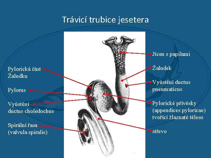 Trávicí trubice jesetera Jícen s papilami Pylorická část Žaludku Pylorus Žaludek Vyústění ductus pneumaticus