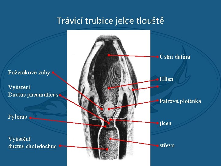 Trávicí trubice jelce tlouště Ústní dutina Požerákové zuby Vyústění Ductus pneumaticus Pylorus Vyústění ductus