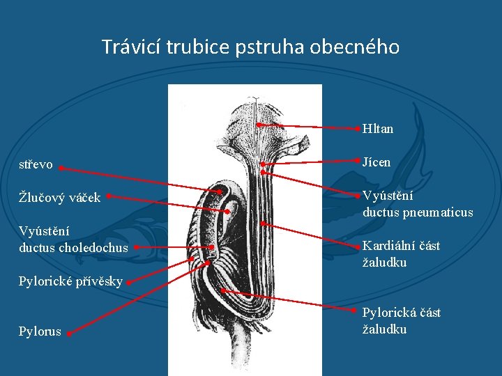 Trávicí trubice pstruha obecného Hltan střevo Jícen Žlučový váček Vyústění ductus pneumaticus Vyústění ductus