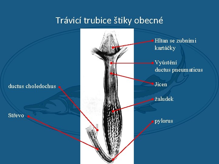 Trávicí trubice štiky obecné Hltan se zubními kartáčky Vyústění ductus pneumaticus ductus choledochus Jícen