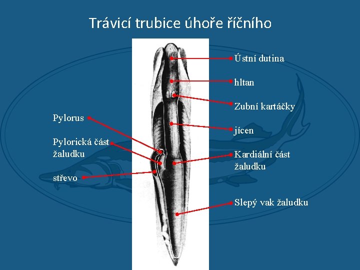 Trávicí trubice úhoře říčního Ústní dutina hltan Zubní kartáčky Pylorus jícen Pylorická část žaludku