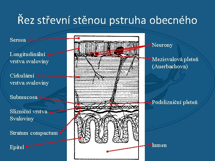 Řez střevní stěnou pstruha obecného Serosa Longitudinální vrstva svaloviny Neurony Mezisvalová pleteň (Auerbachova) Cirkulární