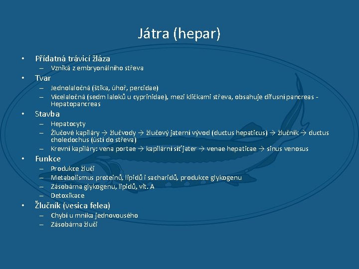 Játra (hepar) • Přídatná trávicí žláza – Vzniká z embryonálního střeva • Tvar –