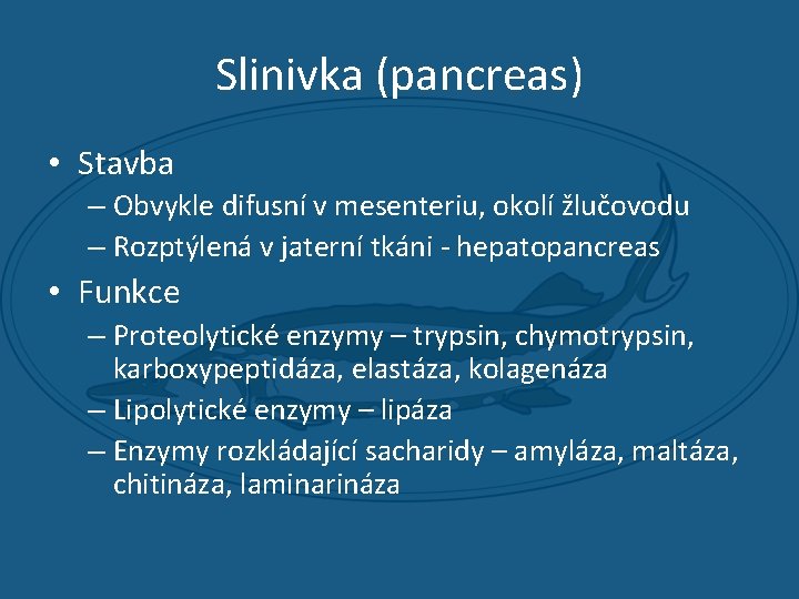 Slinivka (pancreas) • Stavba – Obvykle difusní v mesenteriu, okolí žlučovodu – Rozptýlená v
