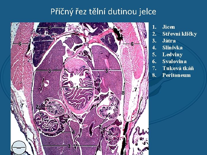 Příčný řez tělní dutinou jelce 1. 2. 3. 4. 5. 6. 7. 8. Jícen