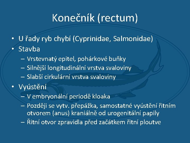 Konečník (rectum) • U řady ryb chybí (Cyprinidae, Salmonidae) • Stavba – Vrstevnatý epitel,