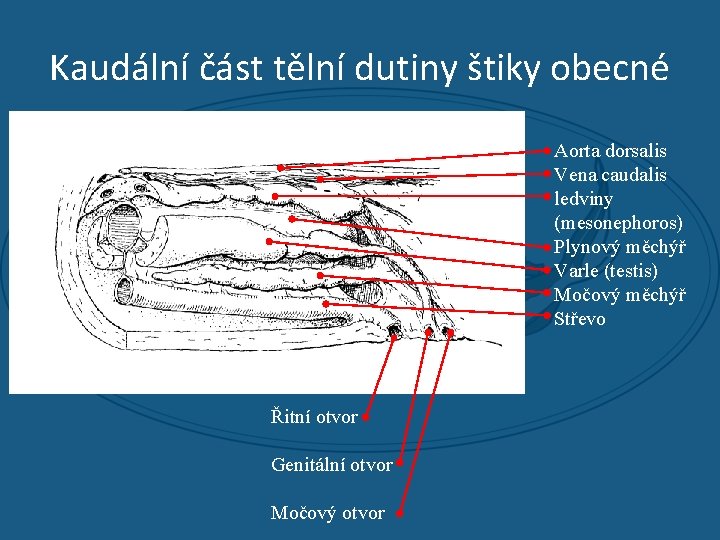 Kaudální část tělní dutiny štiky obecné Aorta dorsalis Vena caudalis ledviny (mesonephoros) Plynový měchýř