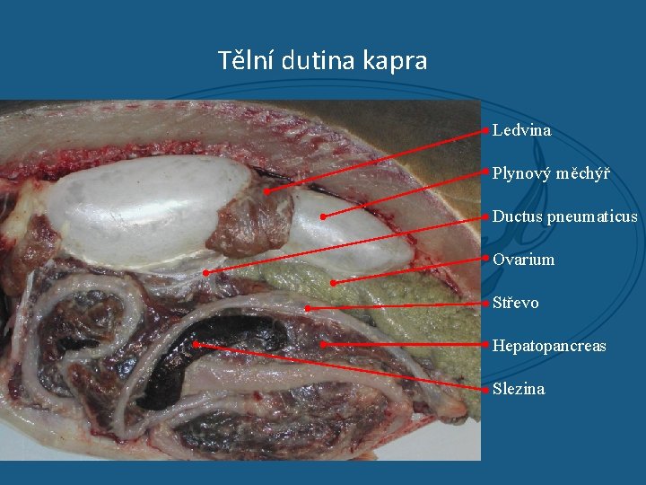 Tělní dutina kapra Ledvina Plynový měchýř Ductus pneumaticus Ovarium Střevo Hepatopancreas Slezina 