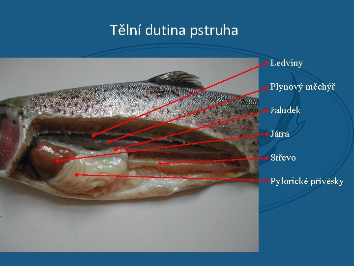 Tělní dutina pstruha Ledviny Plynový měchýř žaludek Játra Střevo Pylorické přívěsky 