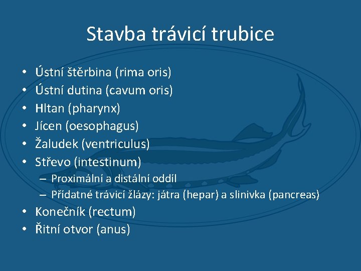 Stavba trávicí trubice • • • Ústní štěrbina (rima oris) Ústní dutina (cavum oris)