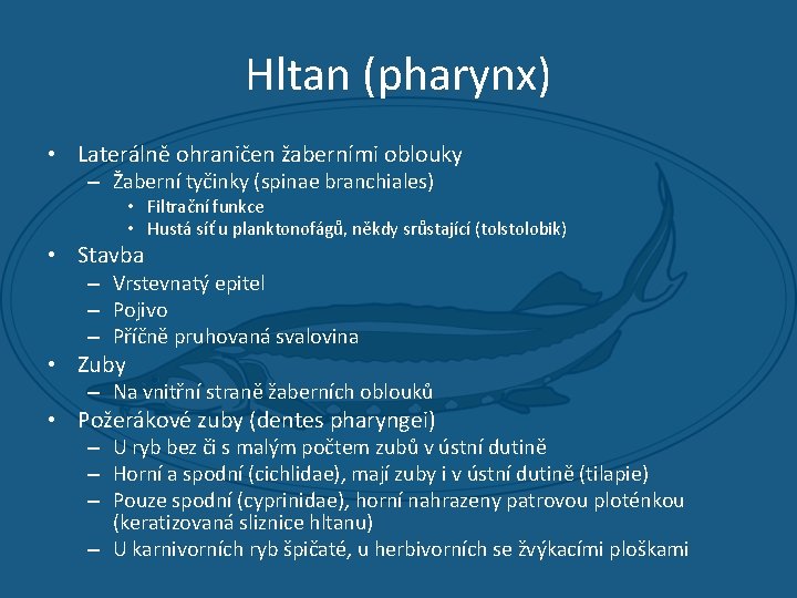 Hltan (pharynx) • Laterálně ohraničen žaberními oblouky – Žaberní tyčinky (spinae branchiales) • Filtrační
