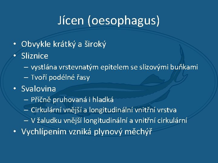 Jícen (oesophagus) • Obvykle krátký a široký • Sliznice – vystlána vrstevnatým epitelem se