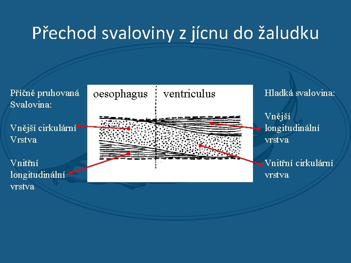 Přechod svaloviny z jícnu do žaludku Příčně pruhovaná Svalovina: Vnější cirkulární Vrstva Vnitřní longitudinální