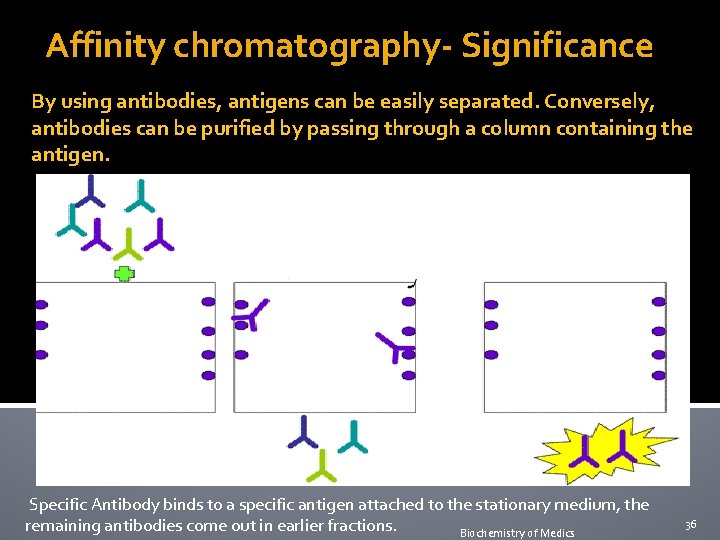 Affinity chromatography- Significance By using antibodies, antigens can be easily separated. Conversely, antibodies can