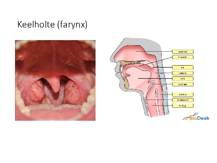 Keelholte (farynx) 