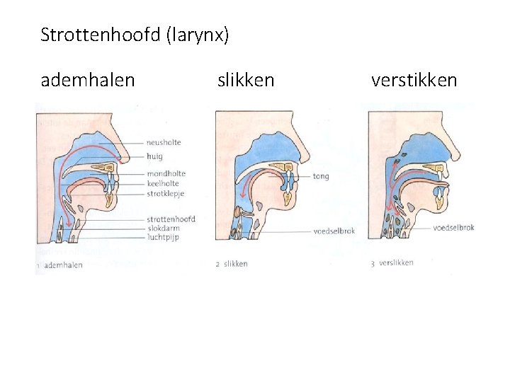 Strottenhoofd (larynx) ademhalen slikken verstikken 