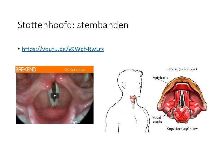 Stottenhoofd: stembanden • https: //youtu. be/v 9 Wdf-Rw. Lcs 