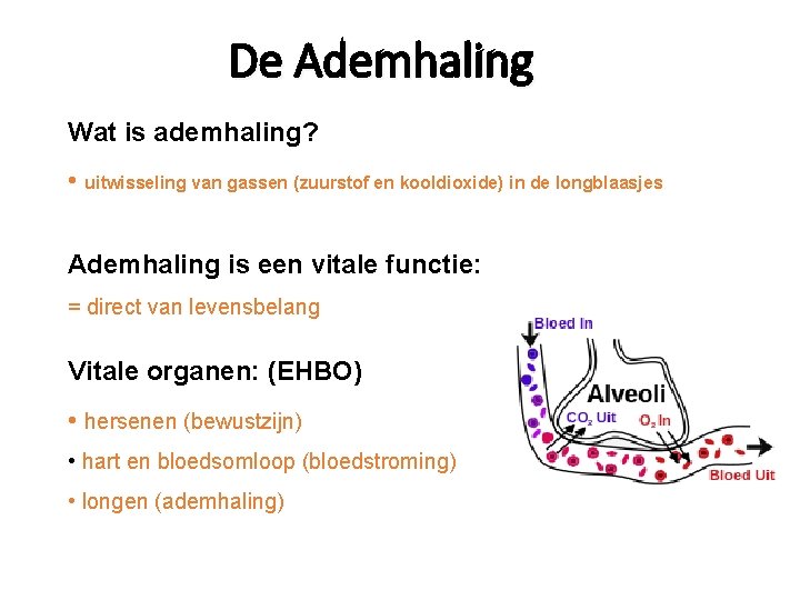 De Ademhaling Wat is ademhaling? • uitwisseling van gassen (zuurstof en kooldioxide) in de