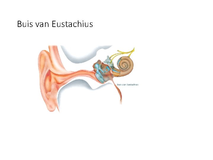 Buis van Eustachius 