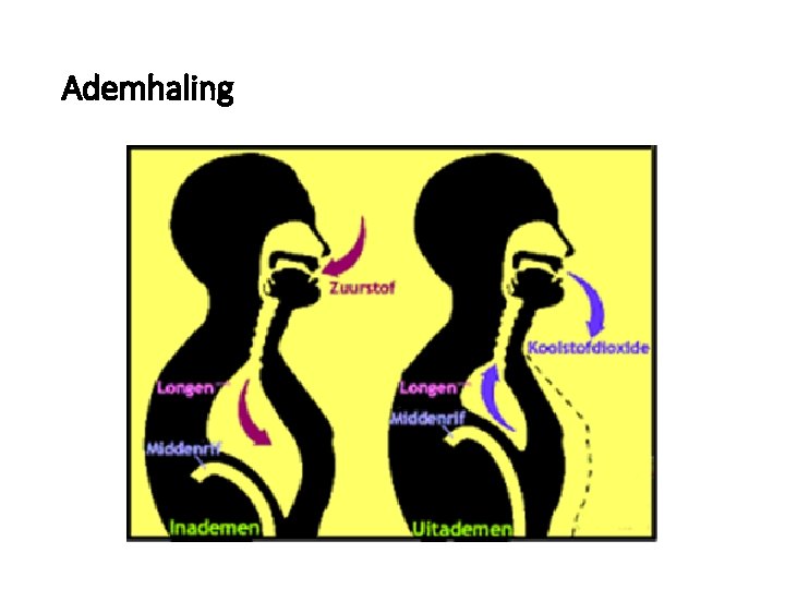 Ademhaling 