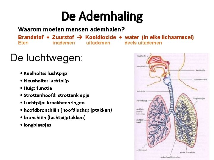 De Ademhaling Waarom moeten mensen ademhalen? Brandstof + Zuurstof Kooldioxide + water (in elke