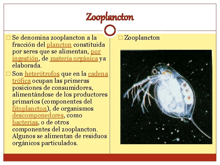 Zooplancton � Se denomina zooplancton a la fracción del plancton constituida por seres que