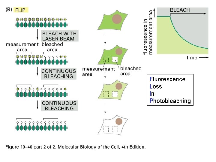 Fluorescence Loss In Photobleaching 