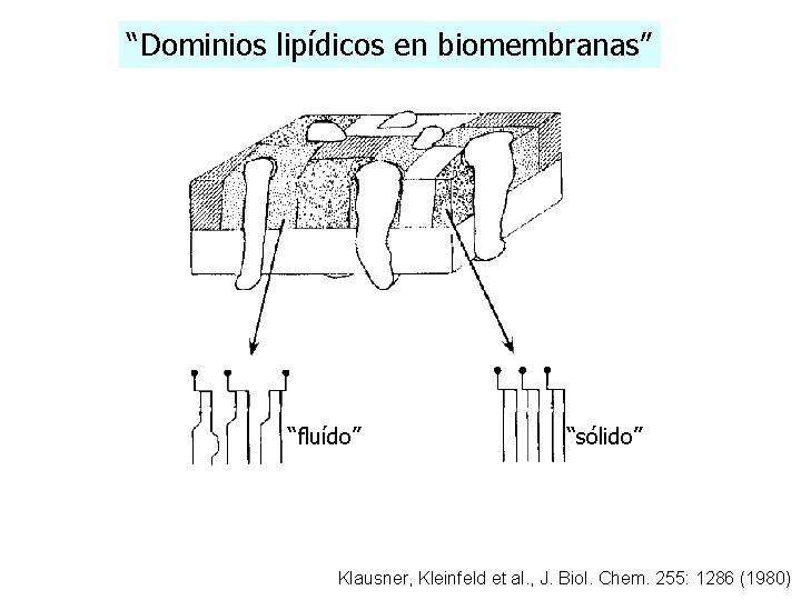“Dominios lipídicos en biomembranas” “fluído” “sólido” Klausner, Kleinfeld et al. , J. Biol. Chem.