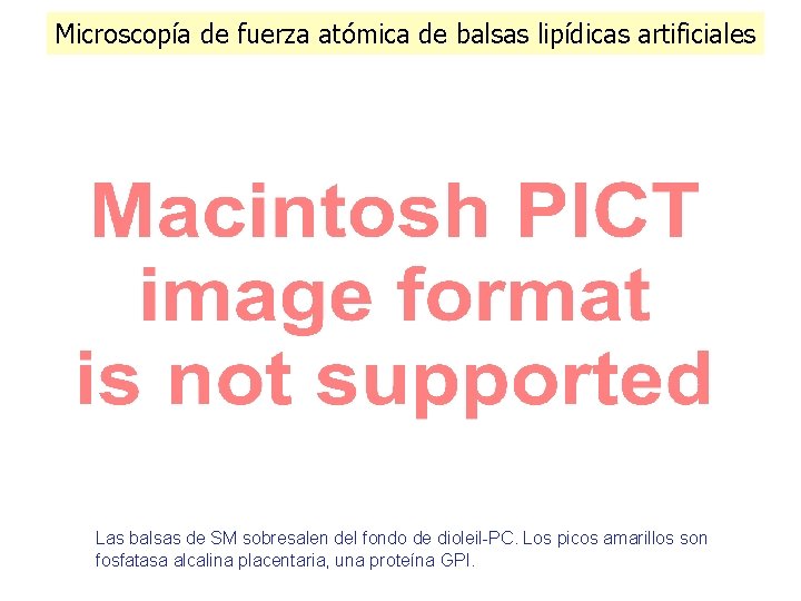 Microscopía de fuerza atómica de balsas lipídicas artificiales Las balsas de SM sobresalen del