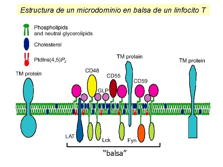 Estructura de un microdominio en balsa de un linfocito T “balsa” 