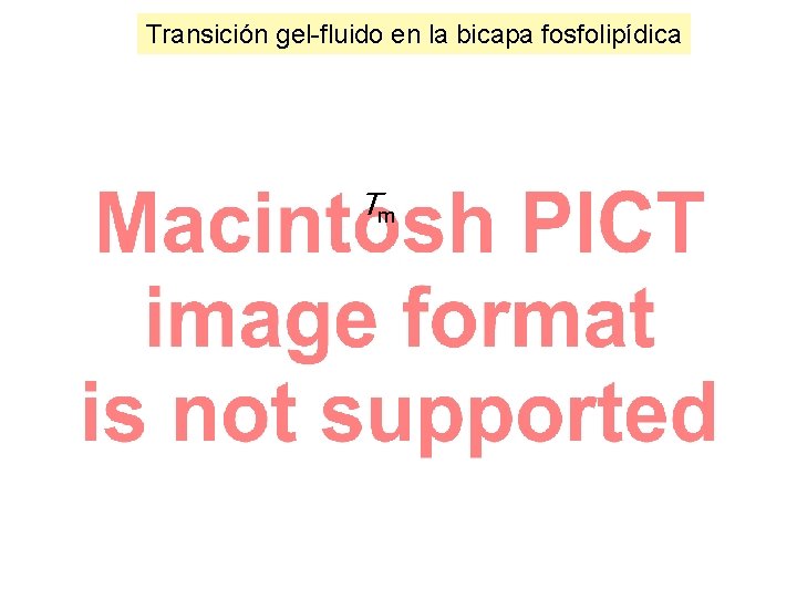 Transición gel-fluido en la bicapa fosfolipídica Tm 