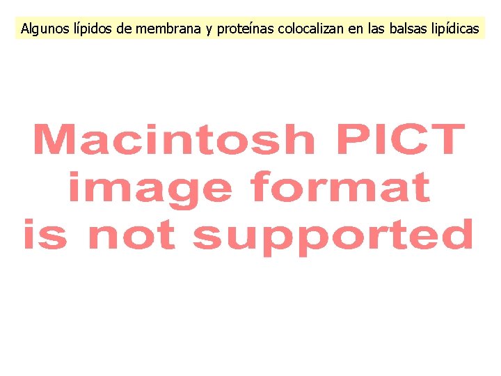 Algunos lípidos de membrana y proteínas colocalizan en las balsas lipídicas 