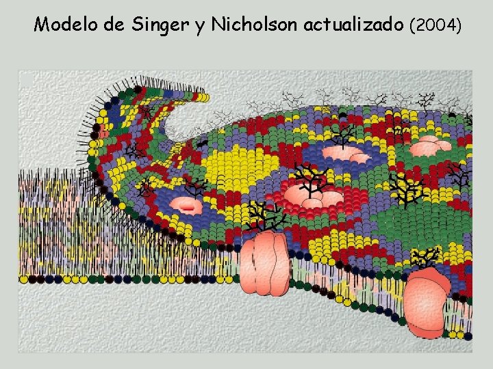 Modelo de Singer y Nicholson actualizado (2004) 