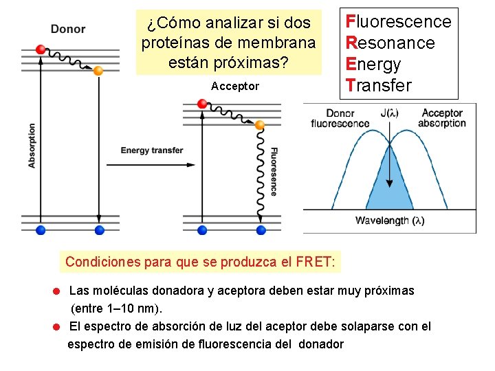 ¿Cómo analizar si dos proteínas de membrana están próximas? Acceptor Fluorescence Resonance Energy Transfer