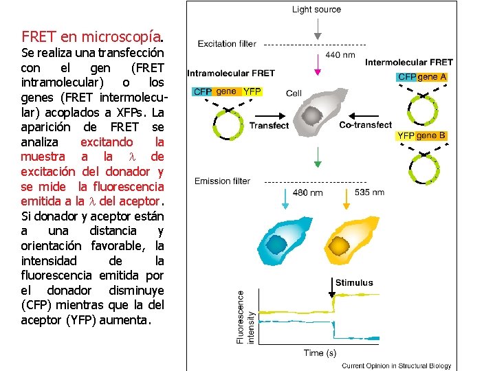 FRET en microscopía. Se realiza una transfección con el gen (FRET intramolecular) o los
