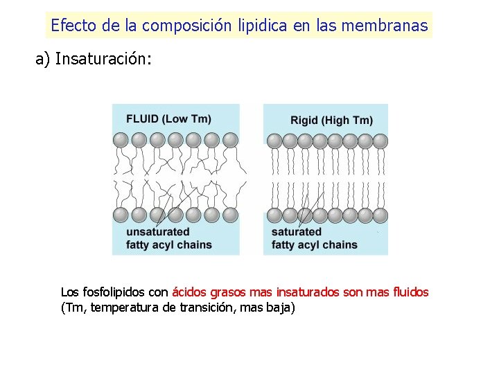 Efecto de la composición lipidica en las membranas a) Insaturación: Los fosfolipidos con ácidos