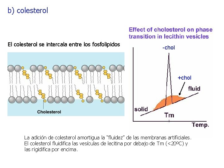 b) colesterol El colesterol se intercala entre los fosfolipidos -chol +chol La adición de