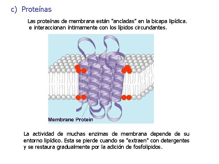 c) Proteínas Las proteínas de membrana están "ancladas" en la bicapa lipídica. e interaccionan