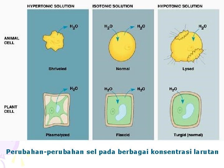 Perubahan-perubahan sel pada berbagai konsentrasi larutan 