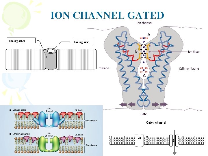 ION CHANNEL GATED 