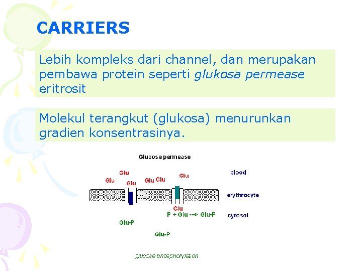 CARRIERS Lebih kompleks dari channel, dan merupakan pembawa protein seperti glukosa permease eritrosit Molekul