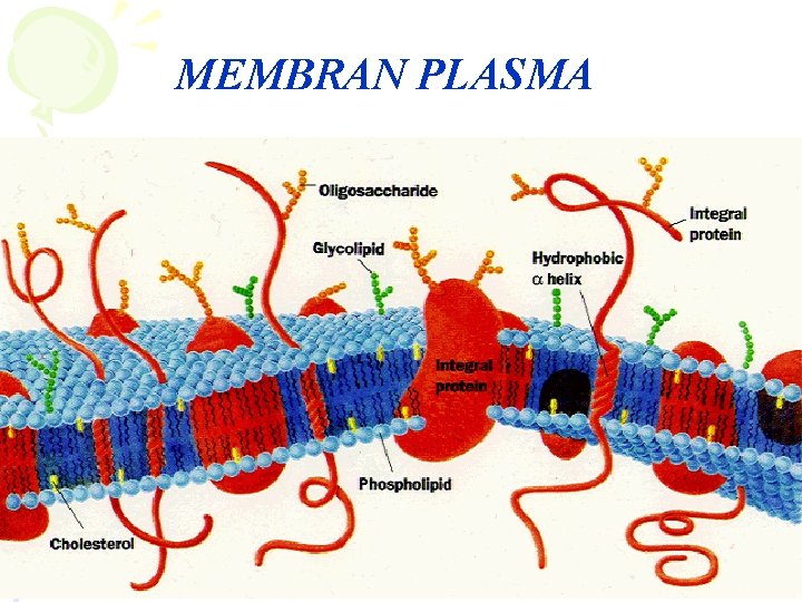 MEMBRAN PLASMA 
