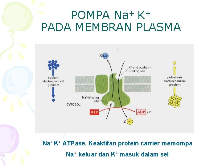 POMPA Na+ K+ PADA MEMBRAN PLASMA Na+ K+ ATPase. Keaktifan protein carrier memompa Na+