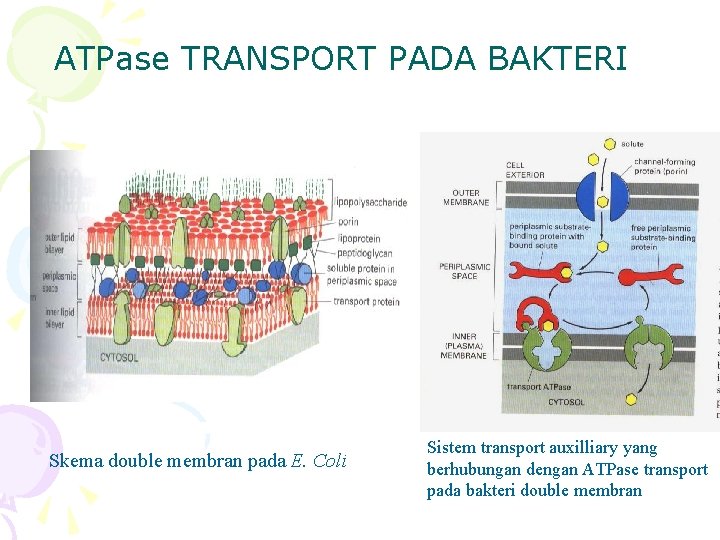 ATPase TRANSPORT PADA BAKTERI Skema double membran pada E. Coli Sistem transport auxilliary yang