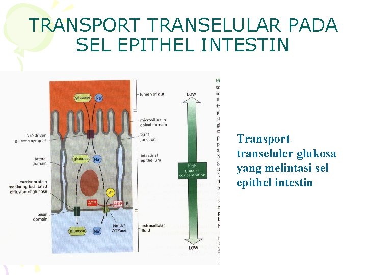TRANSPORT TRANSELULAR PADA SEL EPITHEL INTESTIN Transport transeluler glukosa yang melintasi sel epithel intestin