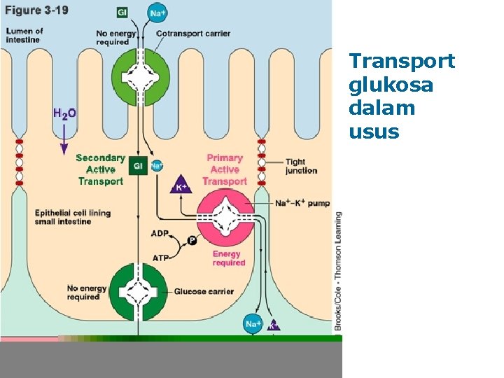 Transport glukosa dalam usus 